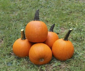 Spyro F1 PMT kleinere Halloween pompoen basiseenheid zaden, Nieuw