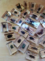 Themacollectie - Verzameling van insecten en arachniden in