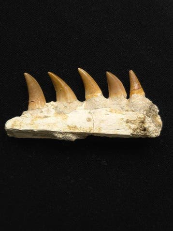 Mosasaurus - Fossiele tand - 9 cm, Verzamelen, Mineralen en Fossielen