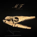 Mosasaurus - Fossiele schedel - 39 cm - 65 cm, Verzamelen, Mineralen en Fossielen