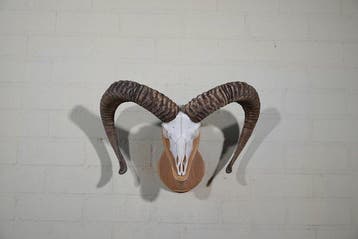 Mouflon Schedel - Ovis a musimon - 0 cm - 53 cm - 0 cm-