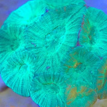 Moseleya Latistellata Frag (Ong 2-3 cm)