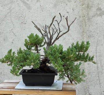 Jeneverbes bonsai (Juniperus) - Hoogte (boom): 20 cm -