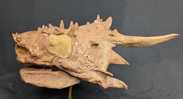 Fossiele schedel - Elginia - Museum-Grade Replica - 19 cm -