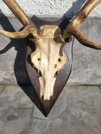 Cerf Ramure de cervidés - Cervus elaphus - 105 cm - 80 cm -, Antiquités & Art