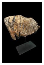 Wolharige mammoet - Fossiele kies - 14 cm - 24 cm