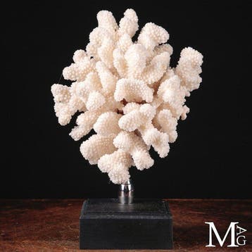 Exclusieve Witte Koraaltak - Elegante Houten- en Stalen Voet