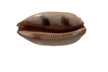 Lyncina argus ventricosa f. raioocellata - Forme ultra rare