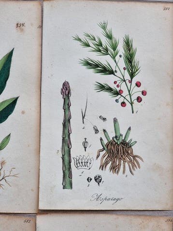 Felice Cassone (1815/ 1854) - Lot. of 22 sheets - Ginepro,