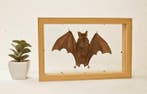 Painted Vesper Bat - framed Taxidermie volledige montage -
