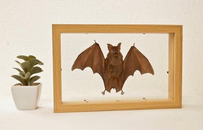 Painted Vesper Bat - framed Taxidermie volledige montage -, Antiek en Kunst, Curiosa en Brocante