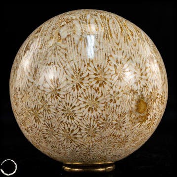 Très rare boule de corail fossile – chef-dœuvre pétrifié de
