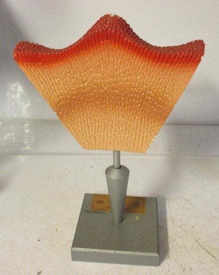 Onderwijs/demonstratiemodel - Composiet - 1950-1960 -, Antiquités & Art, Antiquités | Assiettes décoratives & Carrelages