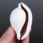 Gewone Ei-Cowrie Zeeschelp - Ovula ovum (Zonder, Nieuw