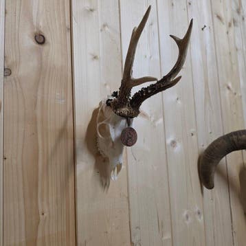 Chevreuil Crâne avec bois de cerf - Capreolus capreolus - 30