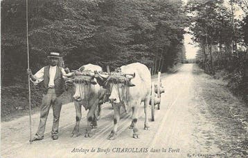 France - Sélection de belles Cartes Postales Anciennes de, Collections