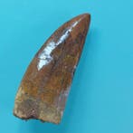 Dinosaurus - Fossiele tand - Carcharodontosaurus sp. - 85 mm