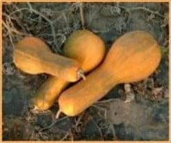 Tambura Butternut Pompoen basiseenheid zaden, Hobby & Loisirs créatifs, Bricolage
