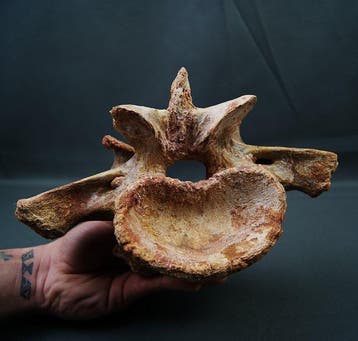 Carcharodontosaurus - Fossiel wervelbot -, Collections