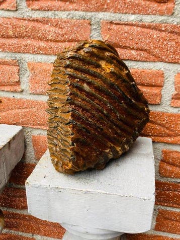 Wolharige mammoet - Fossiele kies - Mammuthus primigenius -, Verzamelen, Mineralen en Fossielen