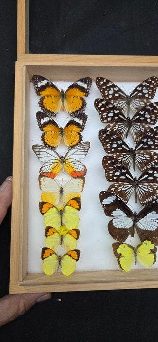 Wolrd Butterflies - ex French Mr Amédro Collection - Diorama