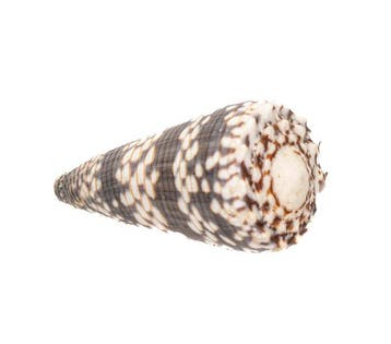 Zeldzaamheid van de Indische Oceaan: Conus zonatus (62 mm)