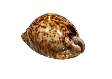 VERZAMELERSNAAL **** Stercoraria Cowrie Taxidermie