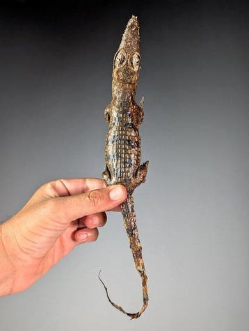 Taxidermie: jonge Nijl-krokodil Taxidermie volledige montage, Nieuw
