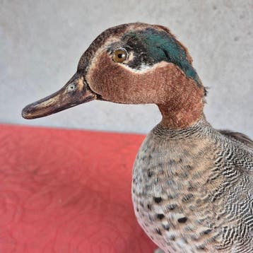 wintertaling Taxidermie wandmontage - Anas crecca - spécimen, Nieuw