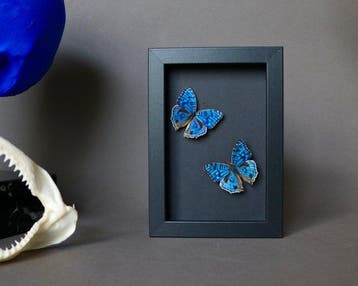 Vlinder Taxidermie volledige montage - Precis rhadama - 10