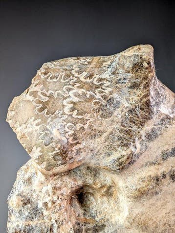 Ongewone Ammoite - Gefossiliseerde schelp - Rachophyllites, Verzamelen