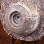 Specimen rare dammonite - Île de Timor - Fragment fossilisé