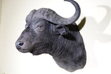 Grand buffle du Cap - Support mural pour taxidermie -, Verzamelen, Nieuw