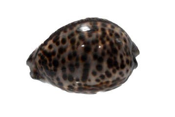 Cypraea tigris 105 mm | Exemplaire géant (Madagascar) - Top, Collections