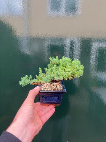 Jeneverbes bonsai (Juniperus) - Hoogte (boom): 11 cm -