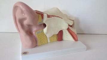 Anatomisch model (2) - Plastic - 2000-2010 - Anatomie-model