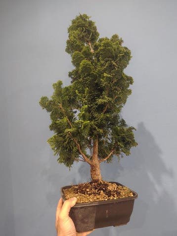 Hinoki cipres bonsai (Chamaecyparis obtusa) - Hoogte (boom):