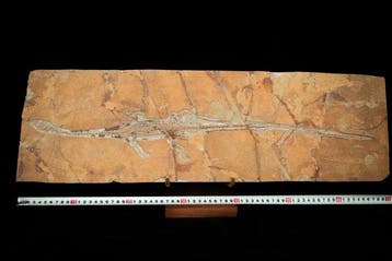 Reptile marin - Animal fossilisé - Hyphalosaurus sp. - 69 cm