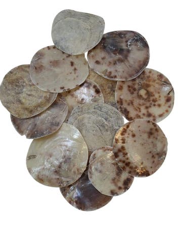 Placuna Rounds Schelpen 250 gram, Nieuw