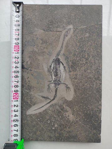 Één groot en twee klein - Gefossiliseerd dier -