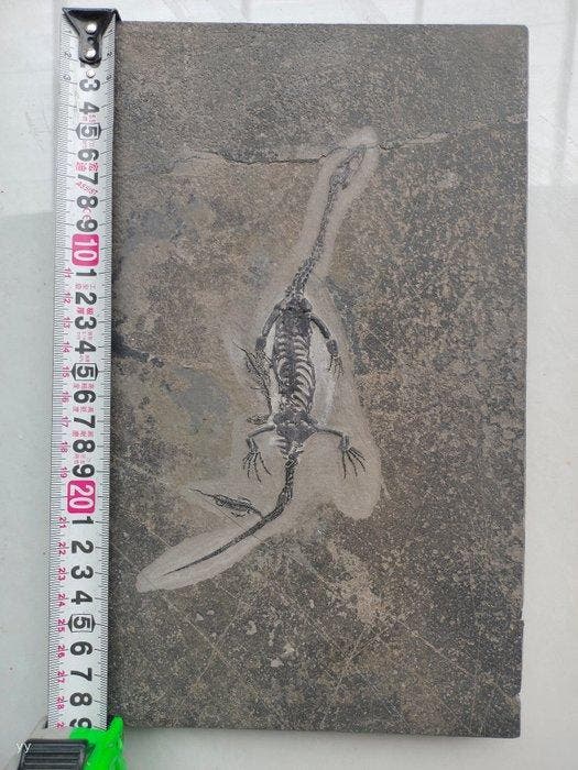 Één groot en twee klein - Gefossiliseerd dier -, Collections, Minéraux & Fossiles