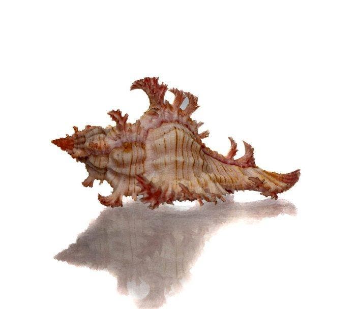 Chicoreus aculeatus 46mm | Filigraan Stekelslak - Zeldzaam, Verzamelen, Dierenverzamelingen