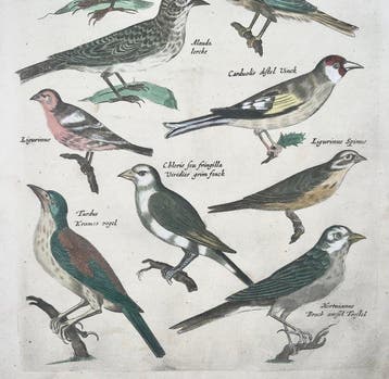 Matthäus Merian (1593-1650) - hand coloured engraving: