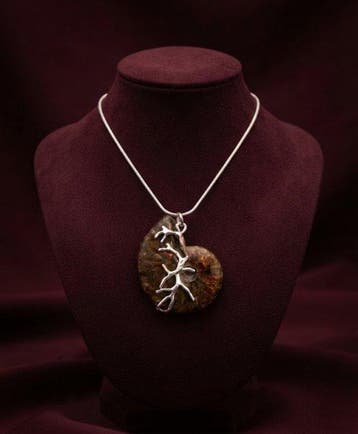 Ammonite Carapace - Ammonoidea - 2.5 cm - 3 cm - 1 cm - 1