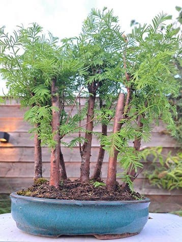 metasequoia bos in bonsaischaal - Hoogte (boom): 27 cm -