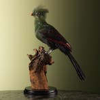 Groene Toerako Taxidermie Opgezette Dieren By Max, Ophalen of Verzenden, Opgezet dier