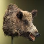 Wild Zwijn Groot Taxidermie Opgezette Dieren By Max, Ophalen of Verzenden, Opgezet dier