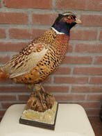 Ringnek Fazant Taxidermie volledige montage - Phasianus, Verzamelen, Dierenverzamelingen, Nieuw