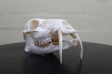 Cerf deau chinois Crâne - Hydropotes inermis - 7.5 cm - 7.5