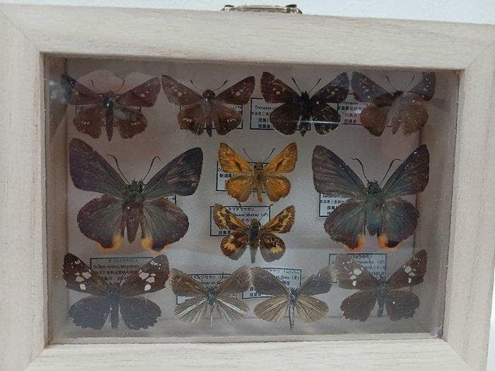 Vlinder Balg - Various species (Erynnis tages, Parnara, Antiek en Kunst, Curiosa en Brocante